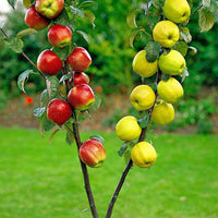 Duo-Apfelbaum: ‘Elstar‘ + ‘Golden Delicious‘ - Winterhart - Bäume und Hecken