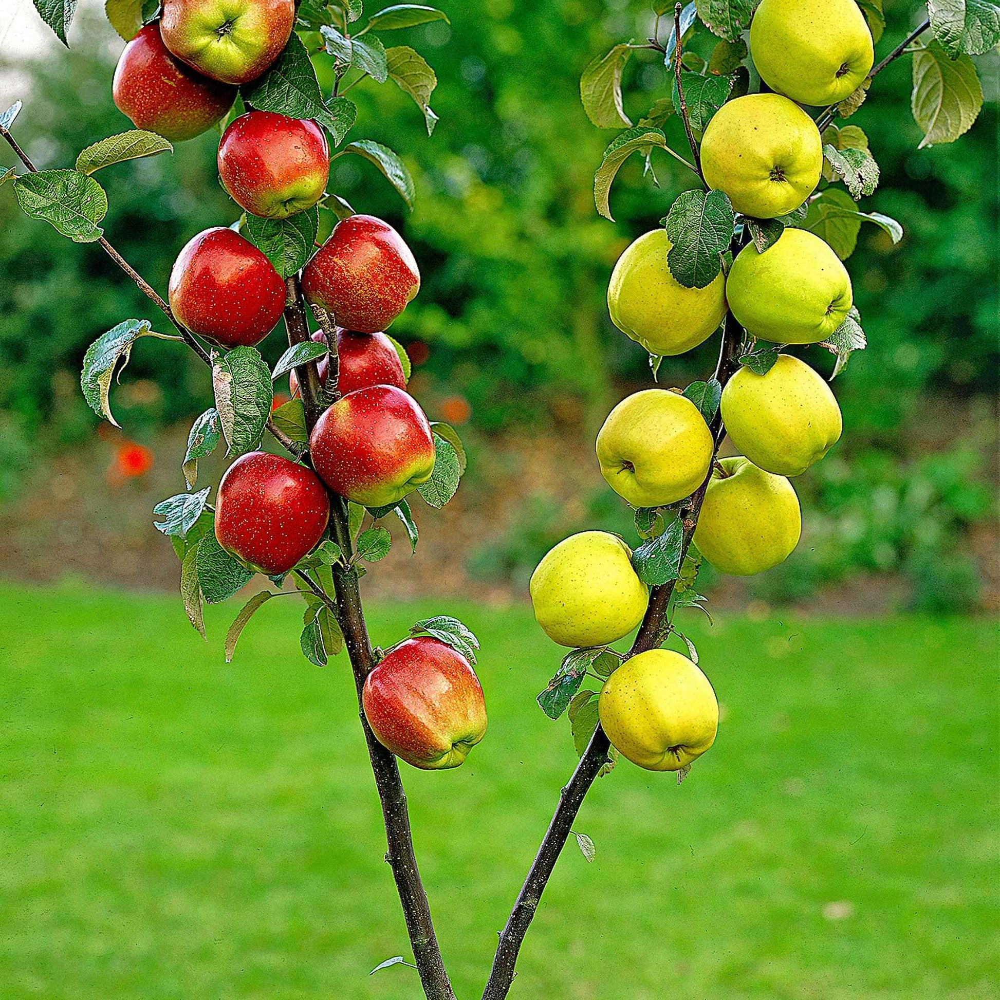 Duo-Apfelbaum: ‘Elstar‘ + ‘Golden Delicious‘ - Winterhart - Gartenpflanzen