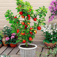 Säulenförmiger Apfelbaum Malus ‘Obelisk‘ – Säulenobst winterhart - Winterhart - Gartenpflanzen