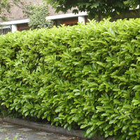 6x Lorbeerkirsche Prunus 'Novita' - Wurzelnackte Pflanzen - Winterhart - Bienen- und schmetterlingsfreundliche Pflanzen
