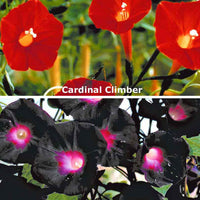 Prunkwinden 'Knowlians Black' + 'Cardinal Climber' Mix - Gartenpflanzen