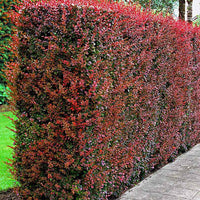 6x Sauerdorn Berberis 'Atropurpurea' rot - Wurzelnackte Pflanzen - Winterhart - Gartenpflanzen