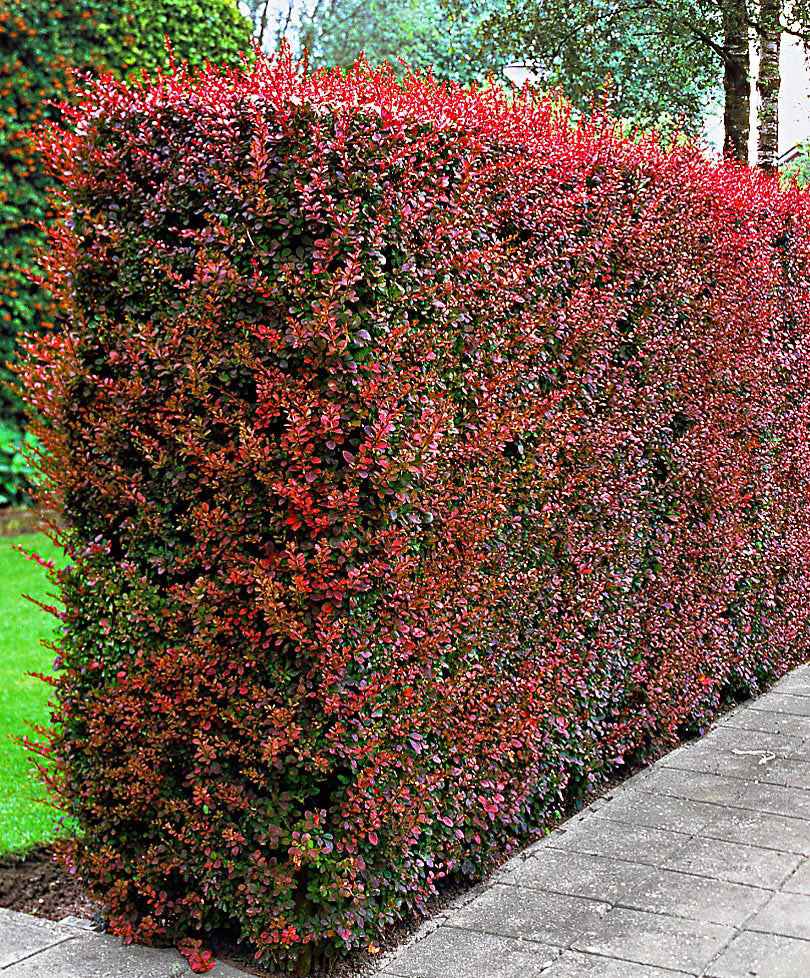 6x Sauerdorn Berberis 'Atropurpurea' rot - Wurzelnackte Pflanzen - Winterhart - Winterharte Pflanzen