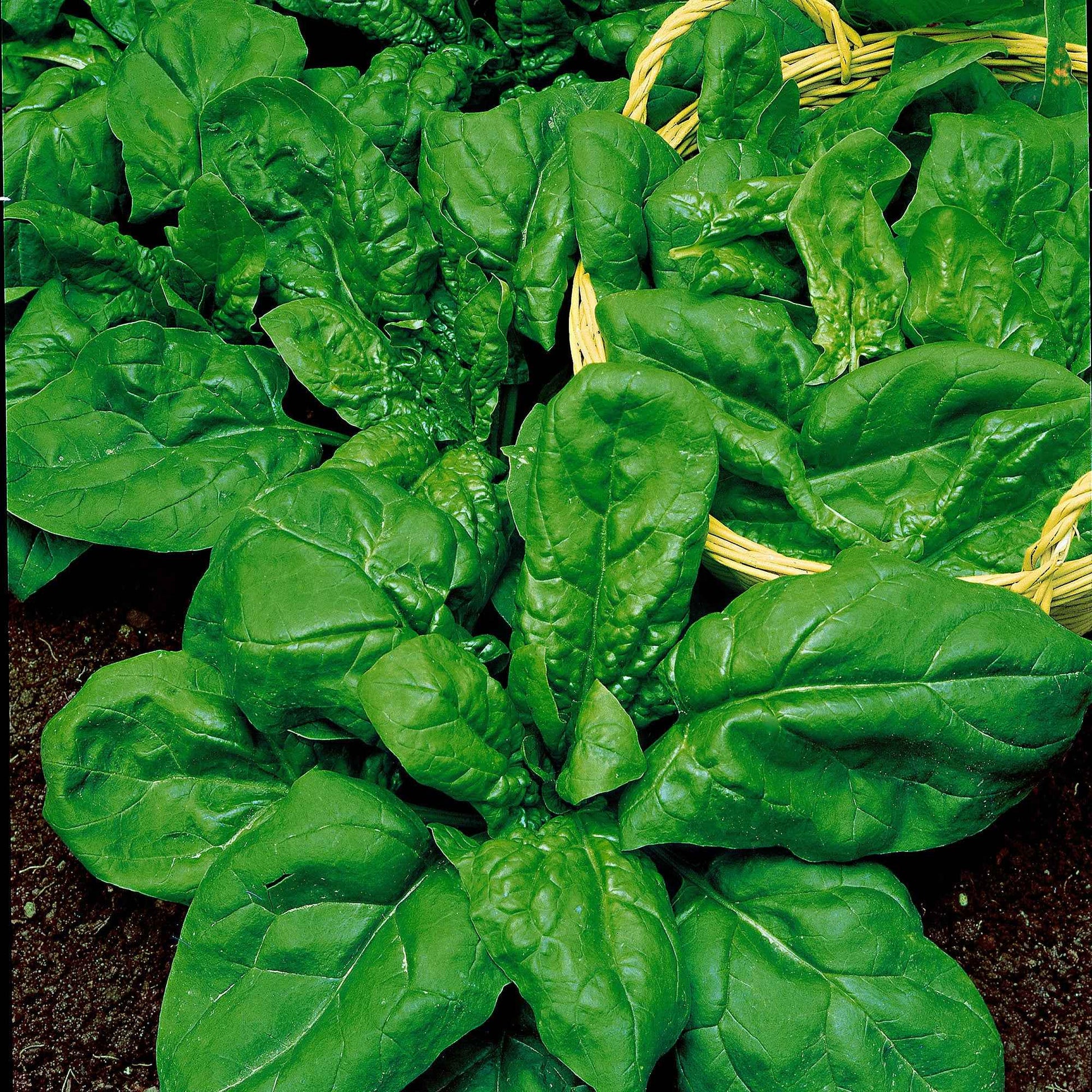 Spinatpaket Spinacia 'Pfiffige Pflanzen' 4 m² - Gemüsesamen - Gemüsegarten