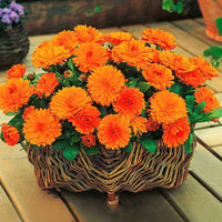 Niedrige Ringelblume 'Gitana Orange' - Blumensaat