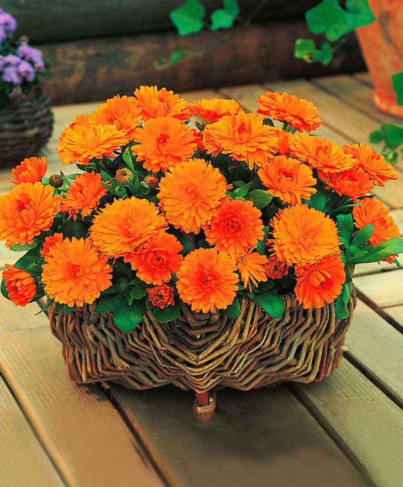 Niedrige Ringelblume 'Gitana Orange' - Gartenpflanzen