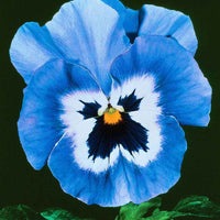 Veilchen 'Joker Light Blue F2' - Essbare Blüten