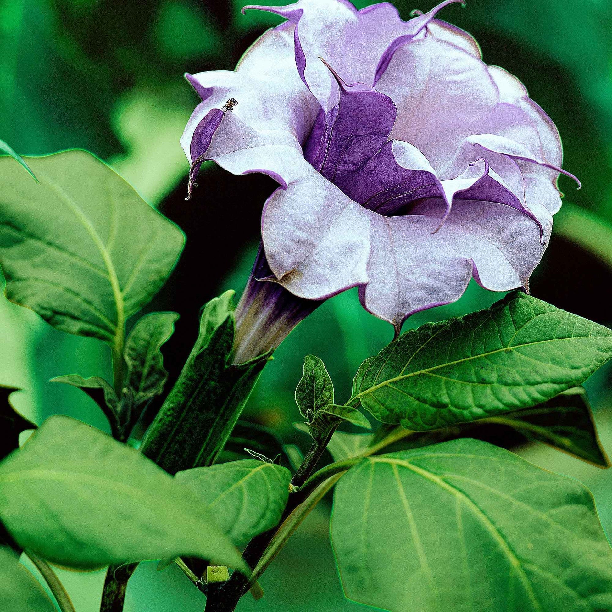 Datura 'Double Purple' Lila - Gartenpflanzen