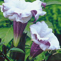 Datura 'Double Purple' Lila - Blumensaat