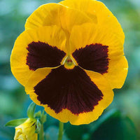 Veilchen 'Swiss Giants Rheingold' - Essbare Blüten
