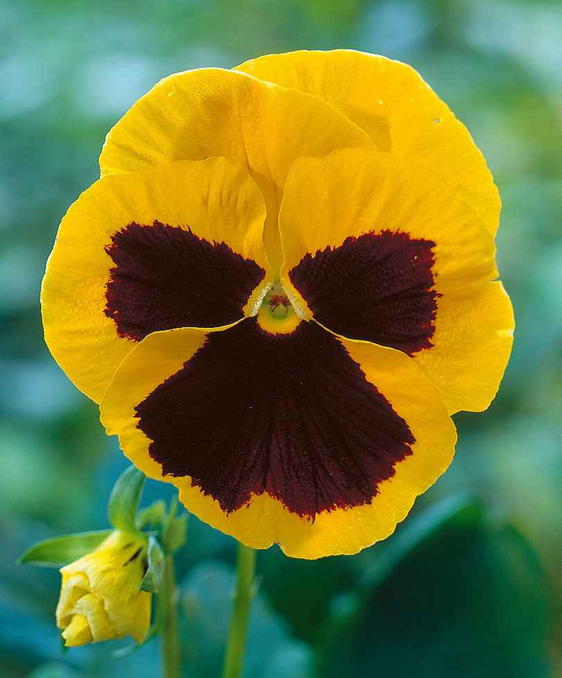 Veilchen 'Swiss Giants Rheingold' - Essbare Blüten