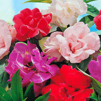 Balsamine ‘Camellia Flowered’ Gemischt - Gartenpflanzen