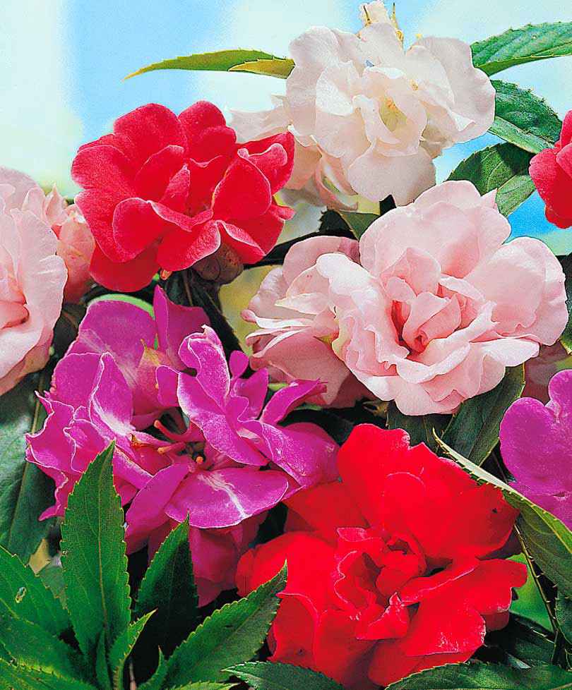 Balsamine ‘Camellia Flowered’ Gemischt - Gartenpflanzen