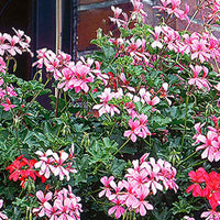 3x Geranie Pelargonium peltatum rosa - Hängepflanzen Balkon und Terasse