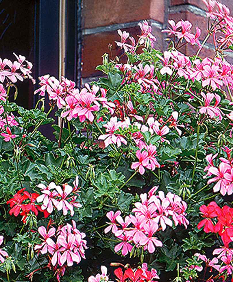 3x Geranie Pelargonium peltatum rosa - Hängepflanzen Balkon und Terasse