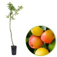 Apfelbaum Malus ‘Sweet Summer‘ - Winterhart - Gartenpflanzen