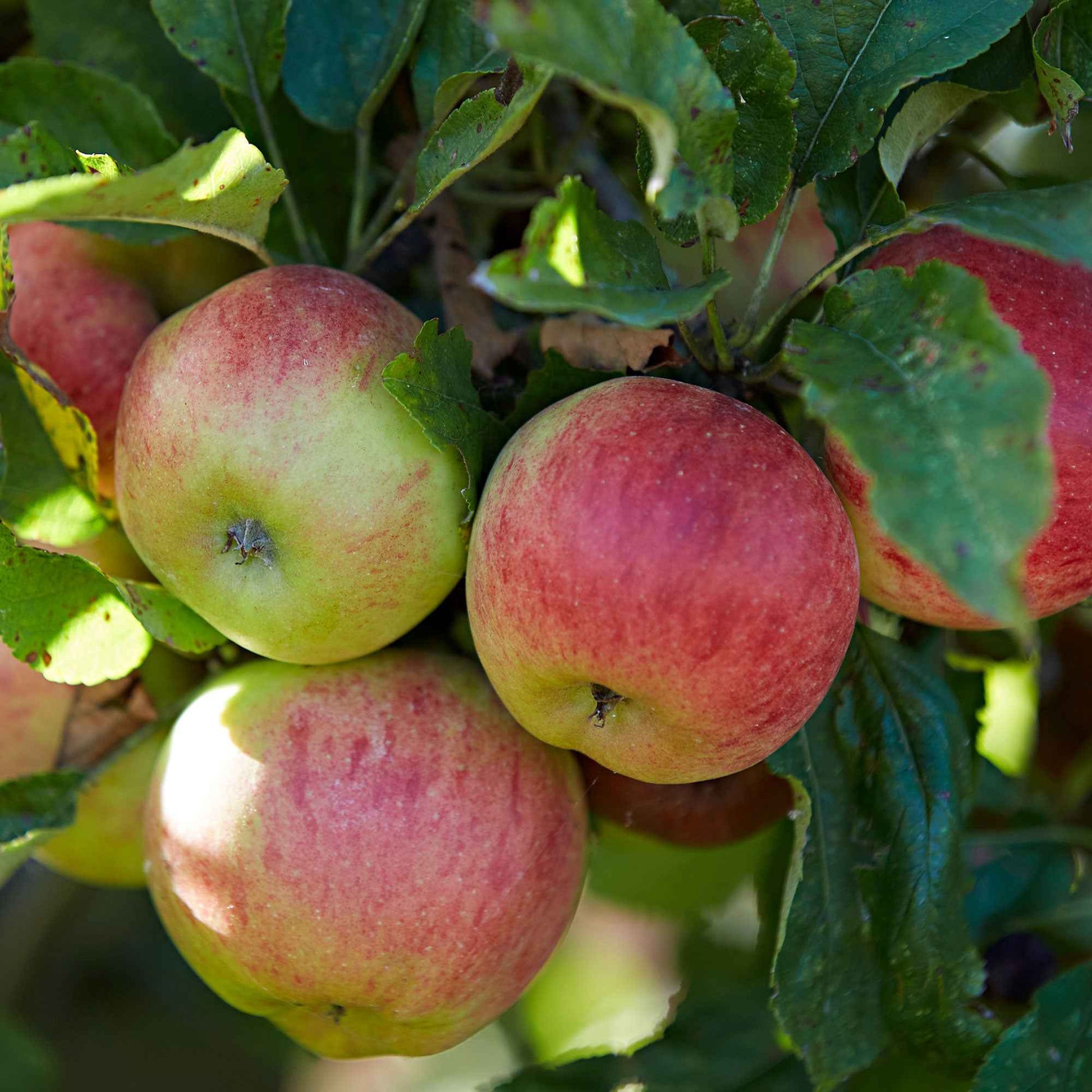 Apfelbaum Malus 'Goudreinette' - Winterhart - Gemüsegarten