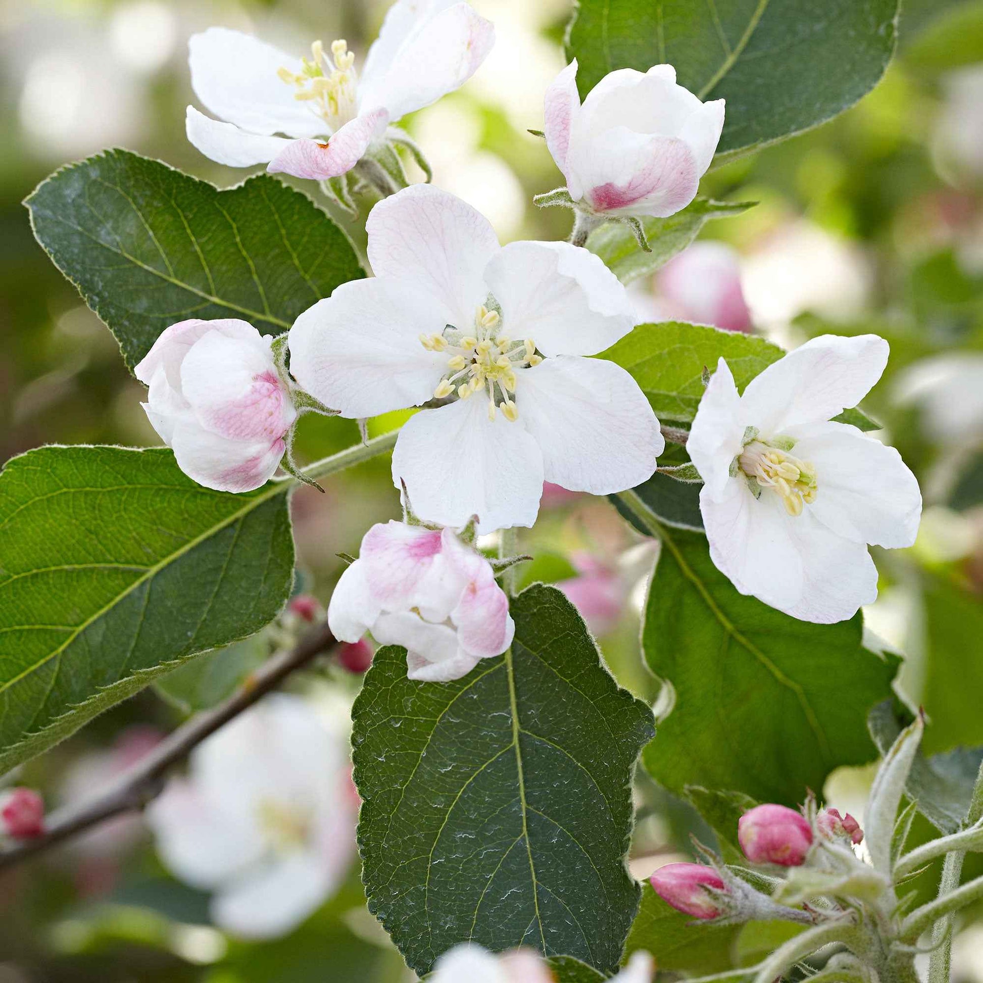 Apfelbaum Malus 'Jonagold' - Winterhart - Obst