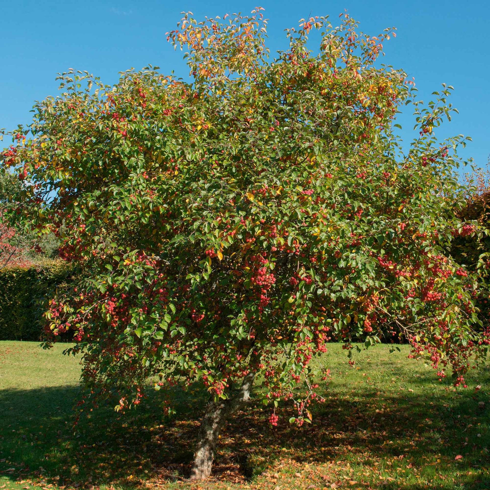 Apfelbaum Malus 'Jonagold' - Winterhart - Gartenpflanzen