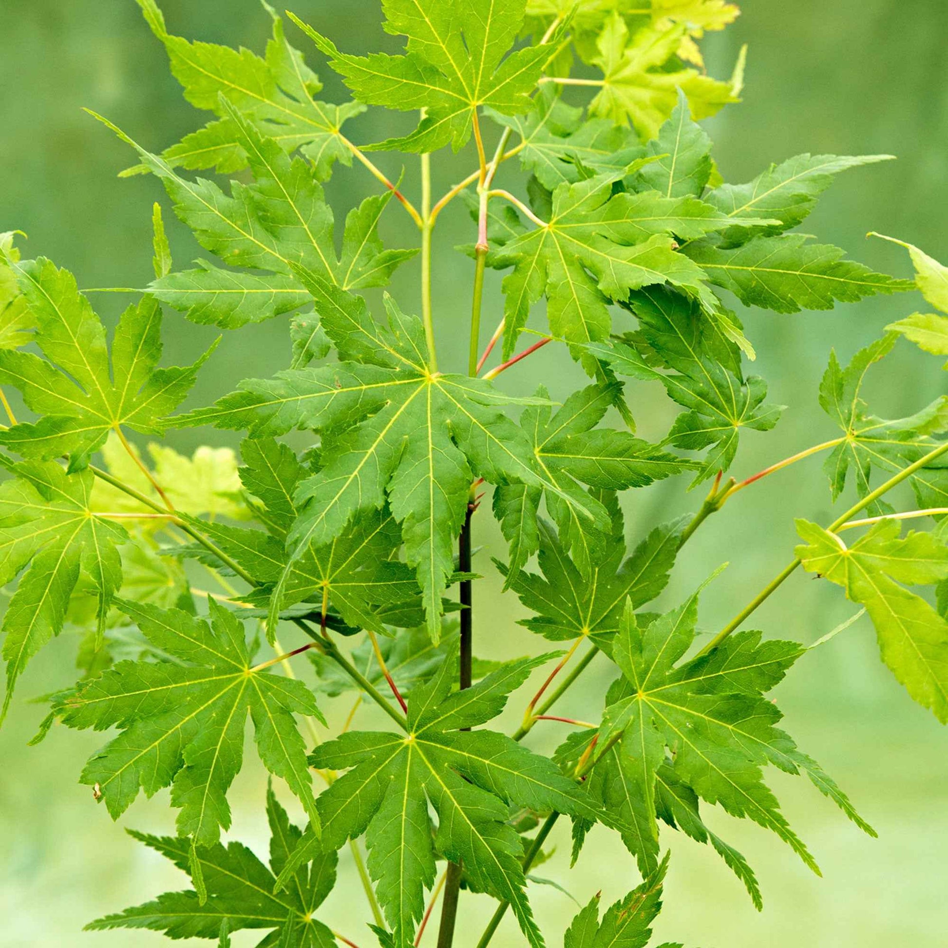 Japanischer Ahorn Acer 'Going Green' grün - Winterhart - Pflanzeneigenschaften