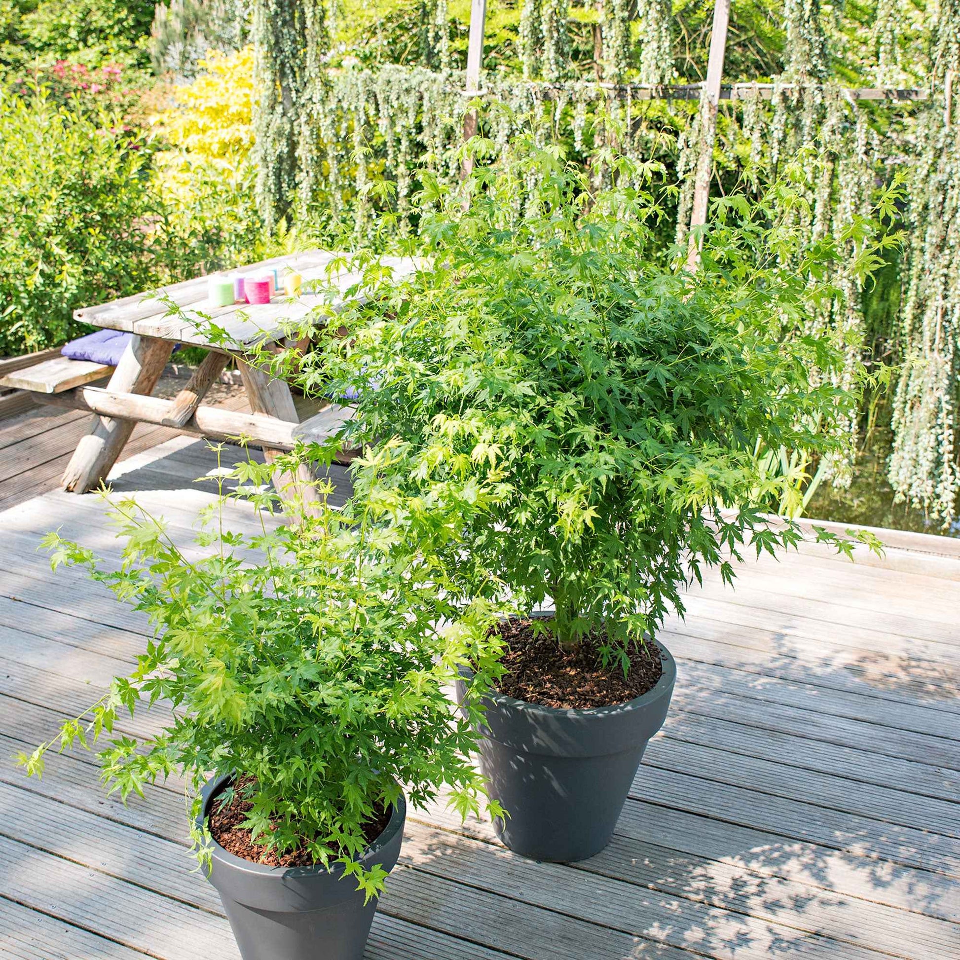 Japanischer Ahorn Acer 'Going Green' grün - Winterhart - Gartenpflanzen