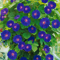 Kletterwinde Ipomoea purpurea lila - Gartenpflanzen