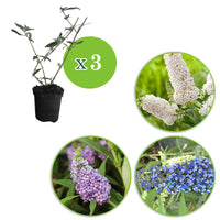 3x Schmetterlingsflieder Buddleja 'Lilac Turtle' + 'White Swan' + 'Blue Sarah' blau-lila-weiβ 'Tricolor' - Winterhart - Bienen- und schmetterlingsfreundliche Pflanzen