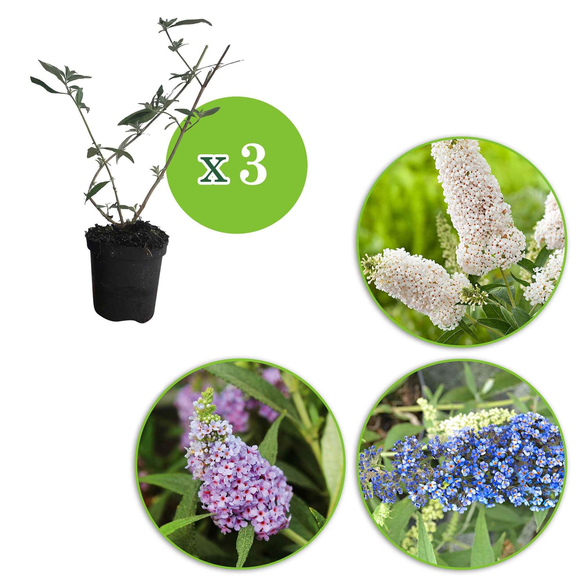 3x Schmetterlingsflieder Buddleja 'Lilac Turtle' + 'White Swan' + 'Blue Sarah' blau-lila-weiβ 'Tricolor' - Winterhart - Bienen- und schmetterlingsfreundliche Pflanzen