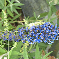 3x Schmetterlingsflieder Buddleja 'Lilac Turtle' + 'White Swan' + 'Blue Sarah' blau-lila-weiβ 'Tricolor' - Winterhart - Blühende Gartenpflanzen