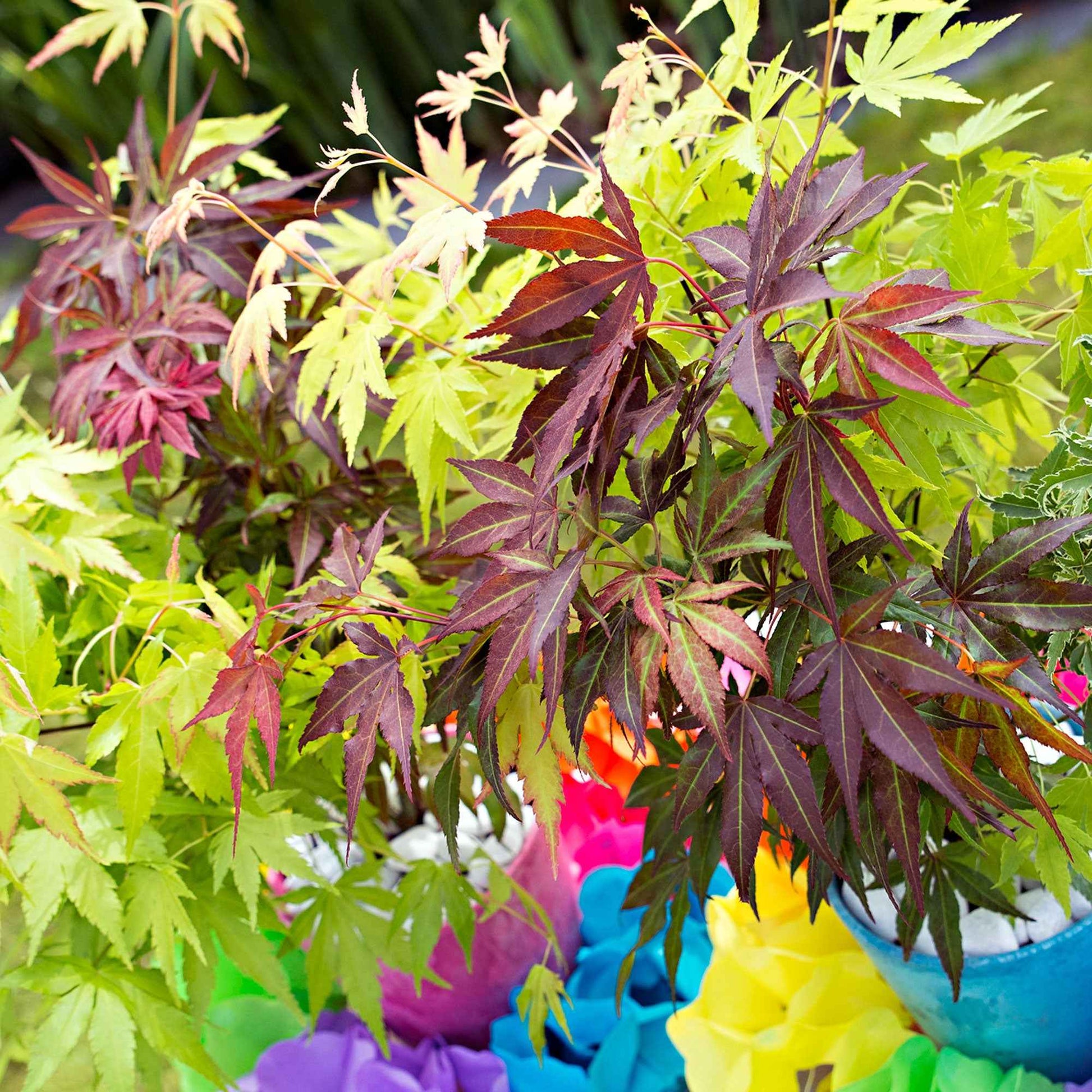 Japanischer Ahorn Acer - Mischung 'Festival' - Winterhart - Pflanzeneigenschaften