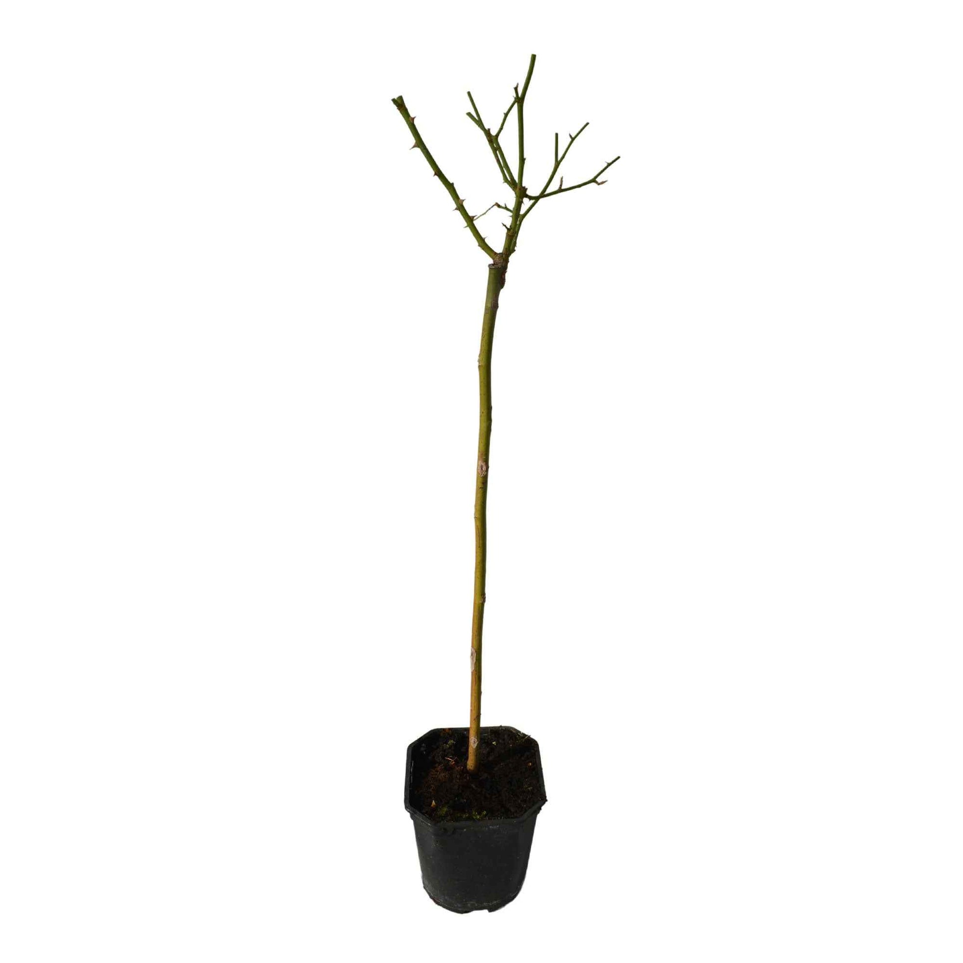 Stammrose Rosa 'Friesia'®  Gelb - Winterhart - Pflanzensorten