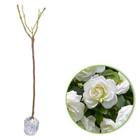 Stammrose Rosa 'Kristal'® Weiß - Winterhart - Rosen
