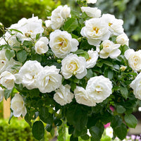 Stammrose Rosa 'Kristal'® Weiß - Winterhart - Pflanzensorten