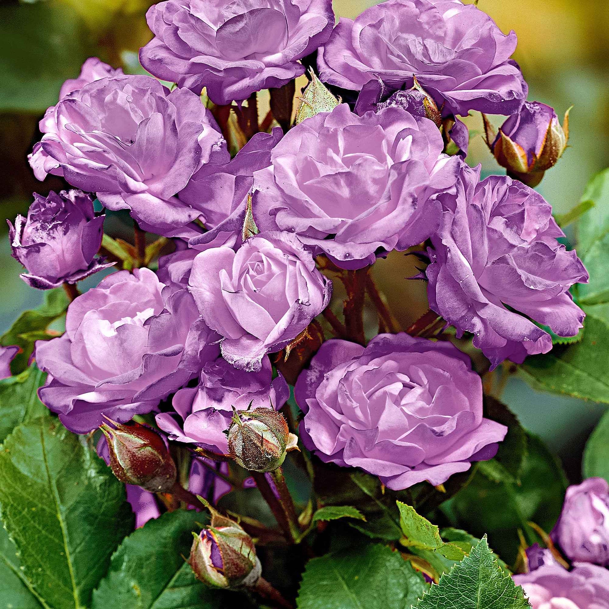 Stammrose Rosa 'Minerva' lila - Winterhart - Gartenpflanzen