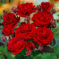 Stammrose Rosa 'Nina Rosa' rot - Winterhart - Pflanzensorten