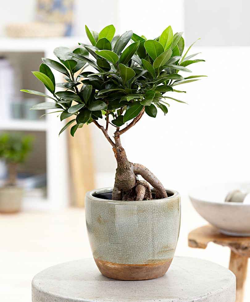 Treurvijg Ficus microcarpa 'Ginseng' - Grüne Zimmerpflanzen