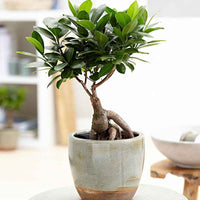 Treurvijg Ficus microcarpa 'Ginseng' - Nach Trends