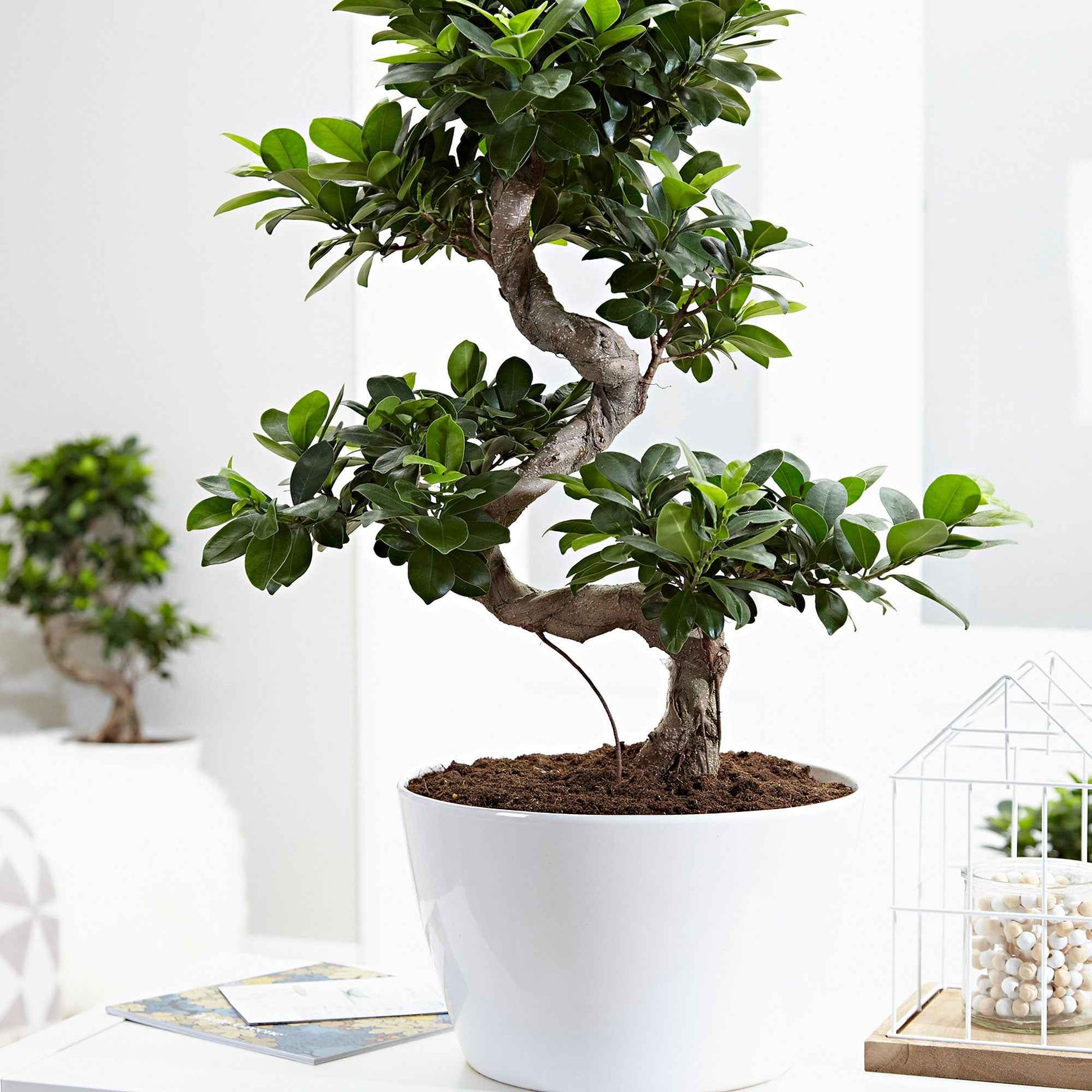 Bonsai Ficus 'Ginseng' S-Form - Alle pflegeleichten Zimmerpflanzen