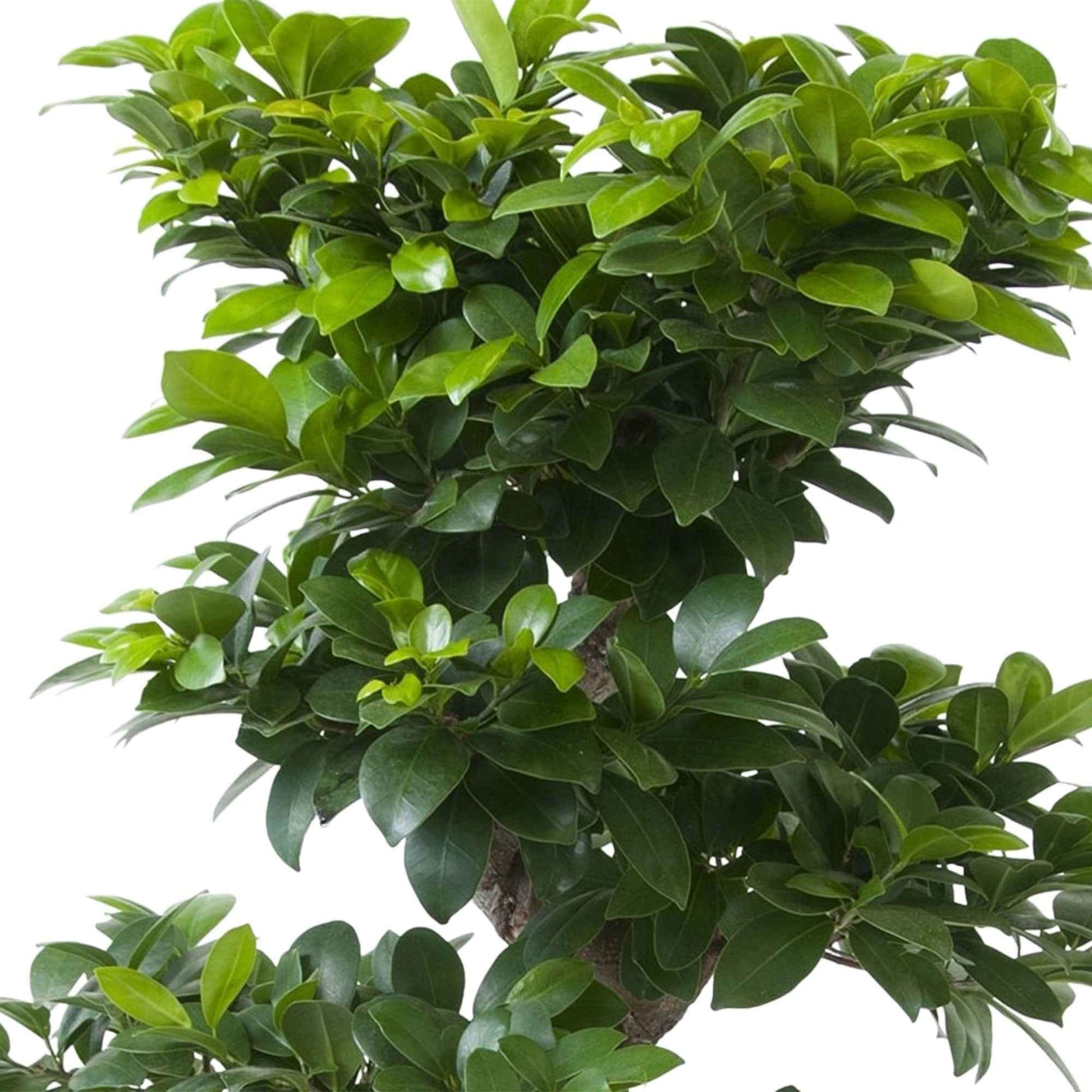 Bonsai Ficus 'Ginseng' S-Form - Büropflanzen
