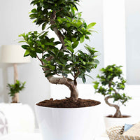 Bonsai Ficus 'Ginseng' S-Form XL inkl. Ziertopf, weiß - Alle Pflanzen mit Topf
