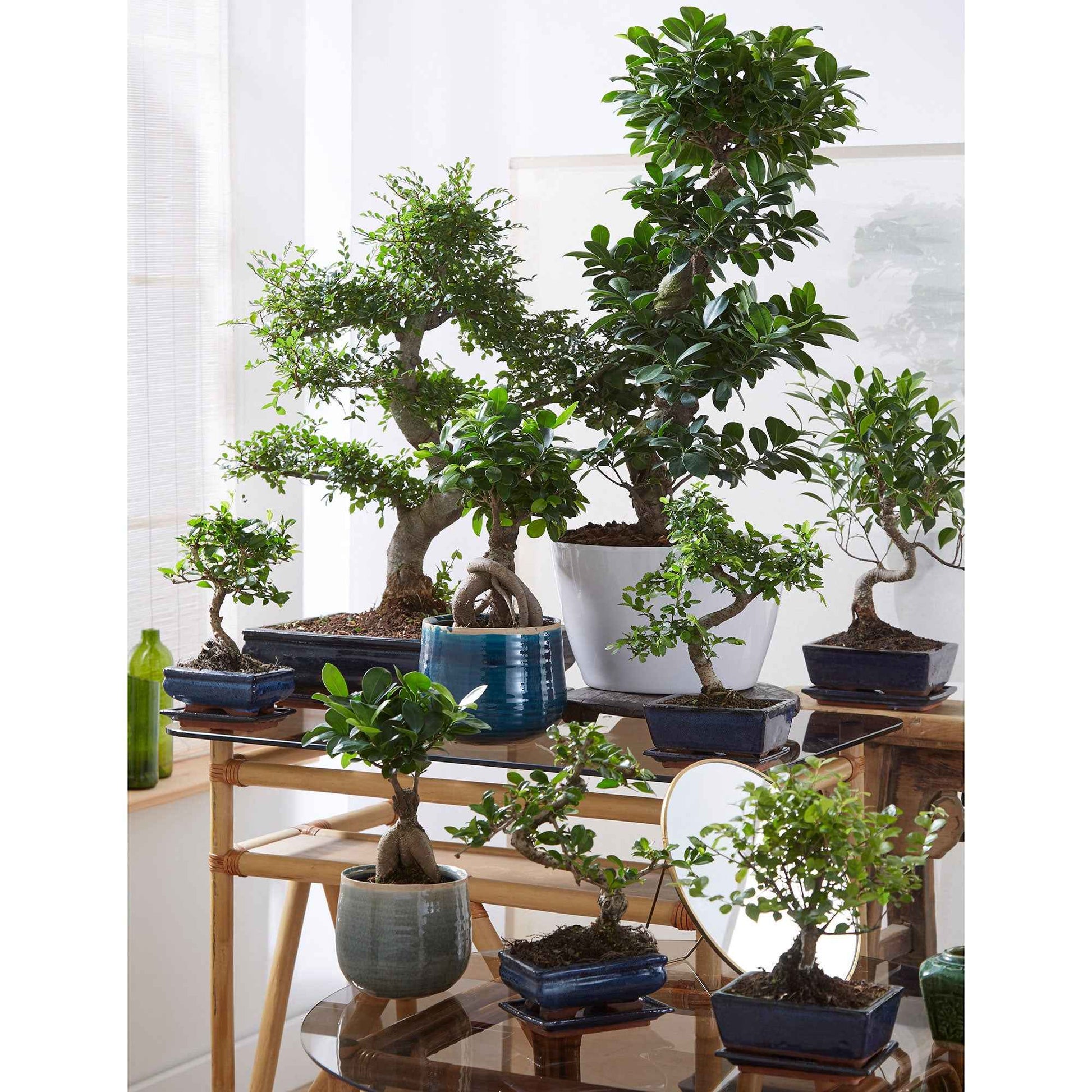 Bonsai Ficus 'Ginseng' S-Form XL inkl. Ziertopf, weiß - Bonsai