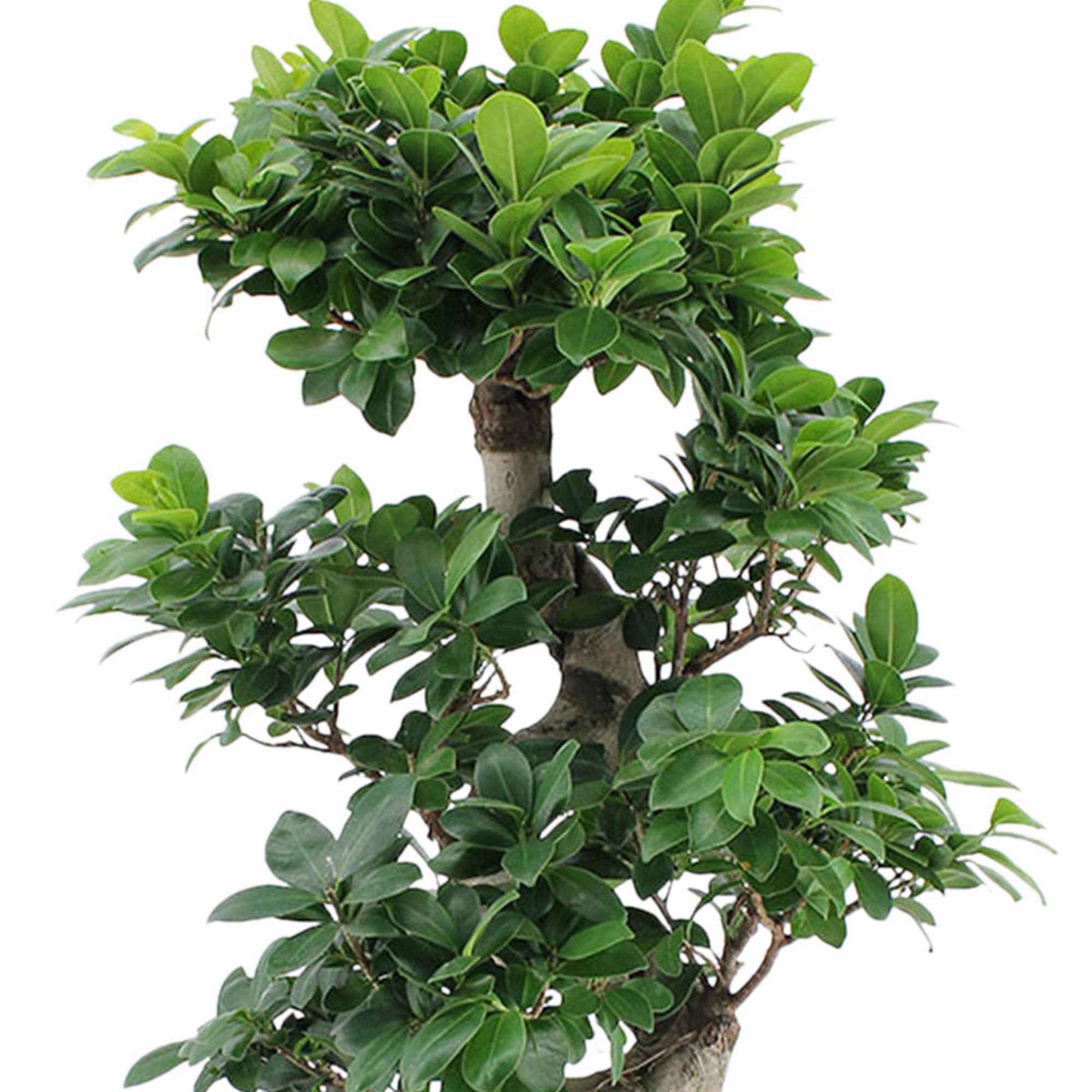 Bonsai Ficus 'Ginseng' S-Form XL inkl. Ziertopf, weiß - Büropflanzen
