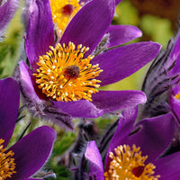 3x Kuhschelle lila-orange - Wurzelnackte Pflanzen - Winterhart - Gartenpflanzen