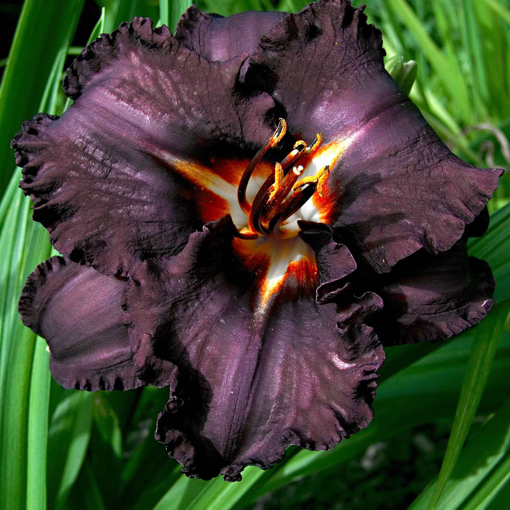 3x Lilie Hemerocallis 'Black Magic' lila - Wurzelnackte Pflanzen - Winterhart - Alle Gartenstauden