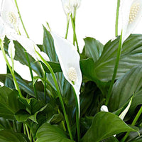 Einblatt Spathiphyllum 'Pearl Cupido' Weiß inkl. Dekotopf - Büropflanzen
