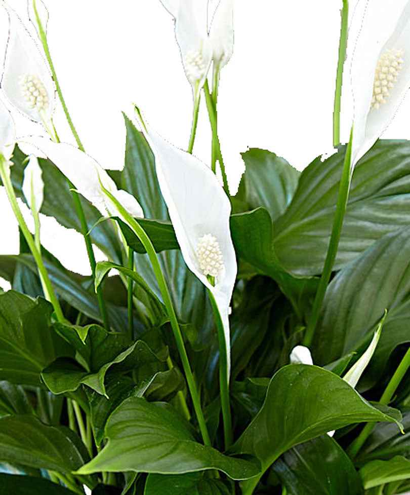Einblatt Spathiphyllum 'Pearl Cupido' Weiß inkl. Dekotopf - Büropflanzen