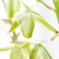 'Frizzle Sizzle' Grün-Weiß - Alle Blumenzwiebeln