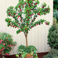 Duo-Kirschbaum Prunus: 'Van' + 'Bigarreau Napoléon' - Winterhart - Gartenpflanzen