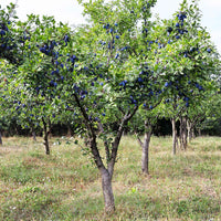 Pflaumenbaum Prunus 'Valor' Lila - Winterhart - Bäume und Hecken