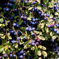 Pflaumenbaum Prunus 'Valor' Lila - Winterhart - Gemüsegarten